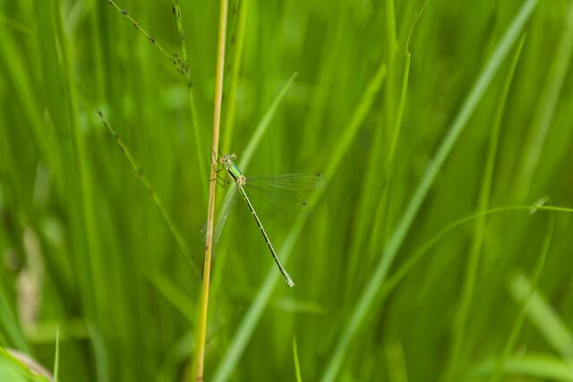 Nur das Adlerauge hat diese kleine Libelle im Gras entdeckt. | Foto: Michael Harmsen
