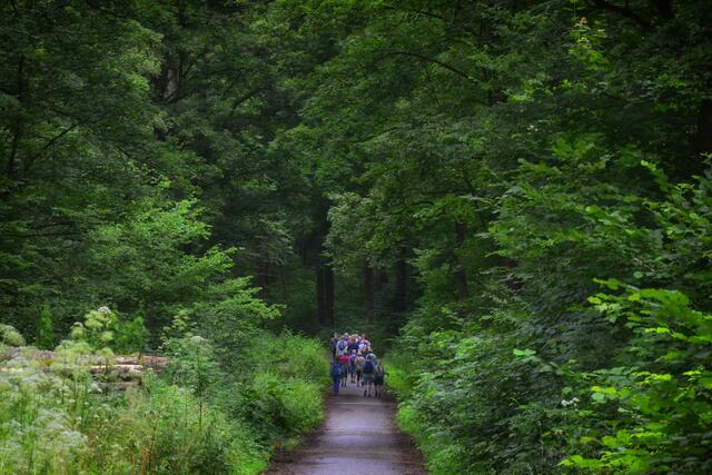 Ganz klein unter dem dichten Blätterdach wirkt die Wandergruppe.

 | Foto: Michael Harmsen