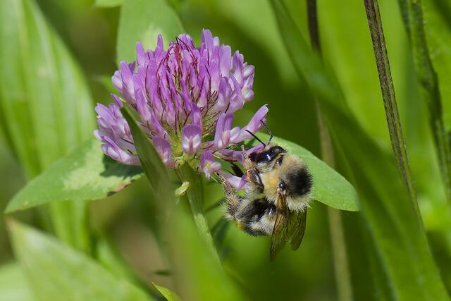 Diesel Hummel labt sich am Klee. | Foto: Michael Harmsen
