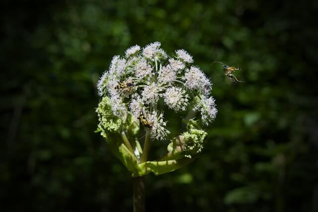 Käfer im Anflug. Erst durch die extrem kurze Belichtungszeit ist der etwas unorthodoxe Flugstil dieses Käfers zu erkennen.

 | Foto: Michael Harmsen