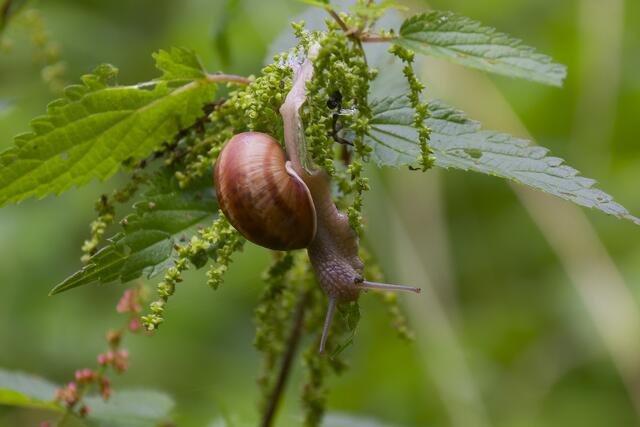 Zum Glück sind diese Waldbewohner noch langsamer als wir.  :-))))) | Foto: Michael Harmsen