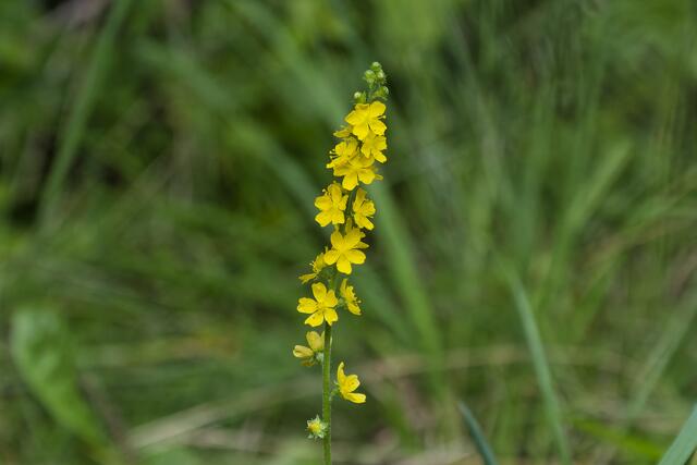 Odermenning, aus Blüten und Blätter kann Tee gekocht werden.
Ist ein Stärkungsmittel und hilft gegen Durchfall. | Foto: Michael Harmsen