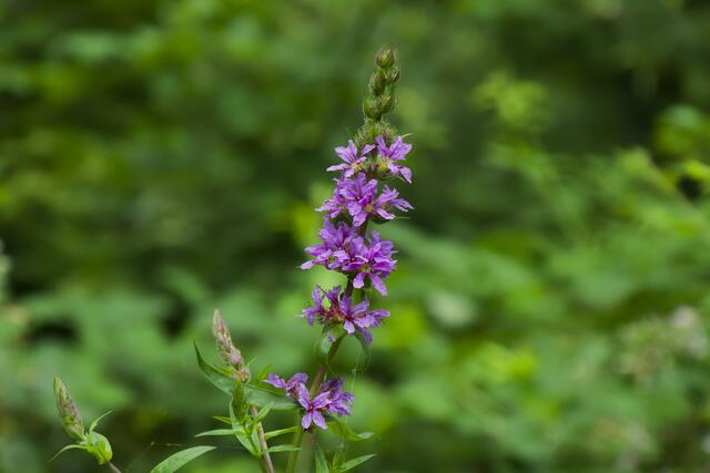 Blutweiderrich, Blüten und junge Blätter können in den SALAT | Foto: Michael Harmsen