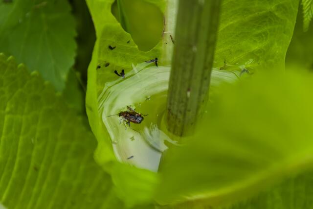 Blattansatz einer wilden Karde
hier sammelt sich Wasser das die Vögel bei Trockenheit trinken können.
Die Weber nutzten den stacheligen Blütenkopf früher zum Aufrauhen von Wollstoffen.
 
   | Foto: Michael Harmsen