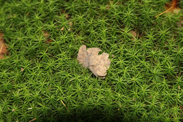 schönes am Wegesrand😍 | Foto: Ralf Röser