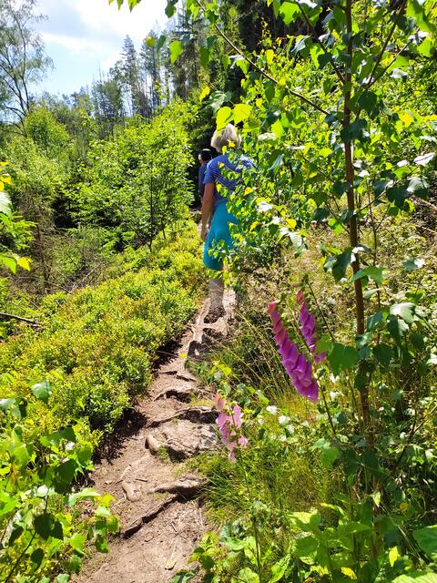 Schöne Pfade, an denen immer wieder Fingerhut grüßt | Foto: sigischlottke