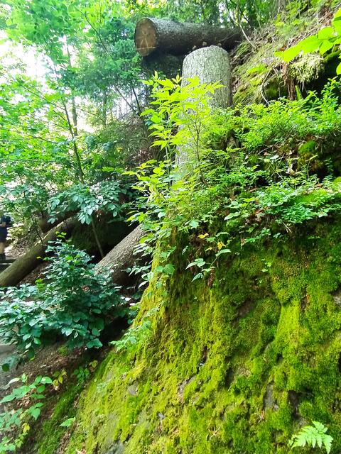 Bemooste Baumstümpfe grüßen vom Wegesrand.....  | Foto: sigischlottke