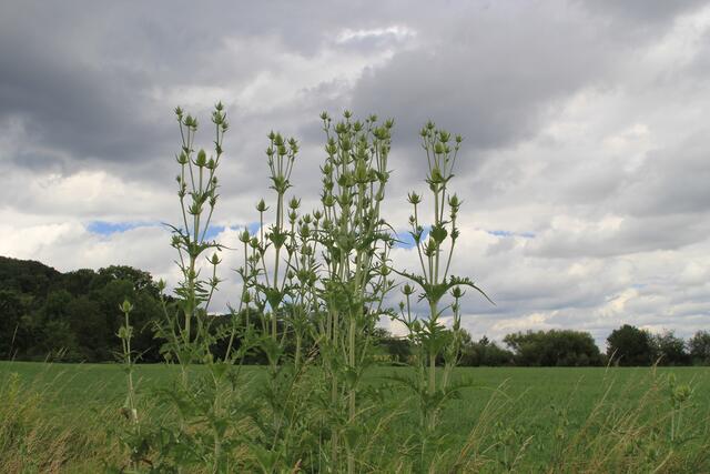 schönes am Wegesrand😍 | Foto: Ralf Röser