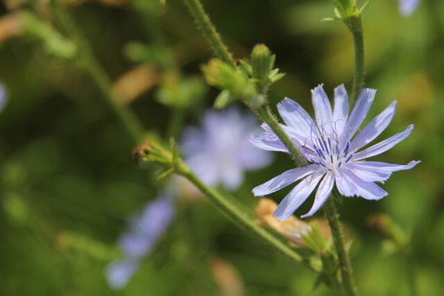 schönes am Wegesrand😍 | Foto: Ralf Röser