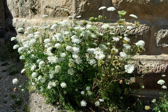 Überall in und um die Burg dürfen Wildpflanzen wachsen. Hier wächst die wilde Möhre am Bergfried. | Foto: Daniela Somers