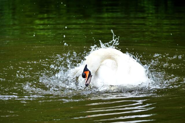 ...ein grosser Vogel macht grosse Wellen... | Foto: Moni Bordt