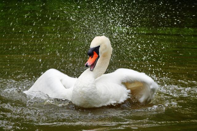 YEAH ! Ich bin der Grösste!!!! | Foto: Moni Bordt