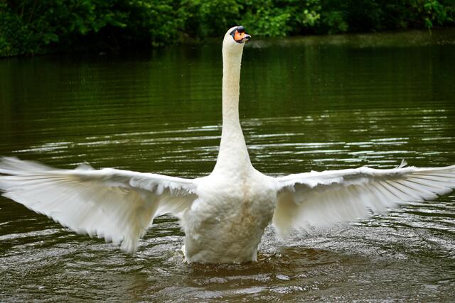 ...und jetzt auch der Schönste! (aber der Bauch ist immer noch dreckig!!!) | Foto: Moni Bordt