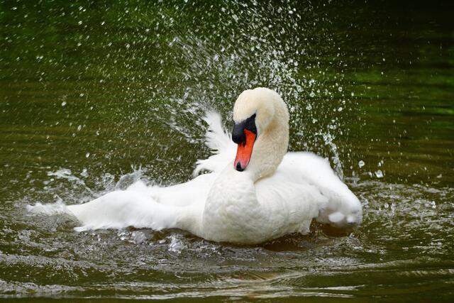 ...geht auch mit beiden Flügeln... | Foto: Moni Bordt