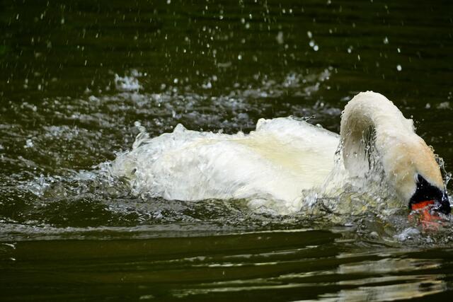 ...Abtauchen... | Foto: Moni Bordt