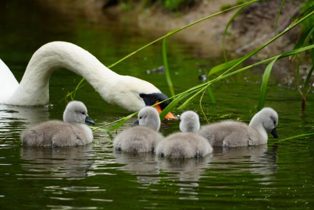 "So Kinder - Papa hatte Spass und jetzt wird zu Abend gegessen!" | Foto: Moni Bordt