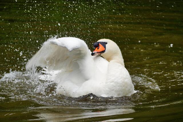 Rechter Flügel ins Wasser klatschen... | Foto: Moni Bordt