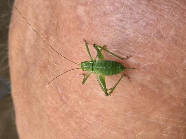 Dann der Sprung aufs Knie, aber nicht meins :) | Foto: Heidrun Rosenberger
