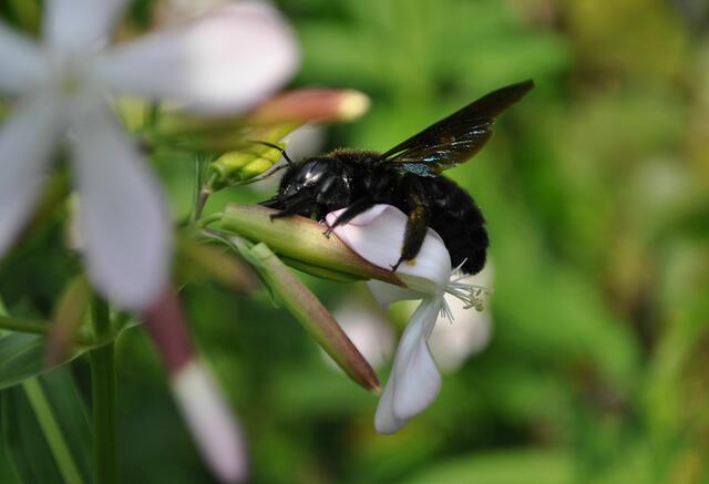 Auf so einer Seifenkrautblüte kann man auch als große Biene bequem drauf liegen und trinken. | Foto: Daniela Somers
