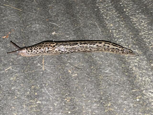 Foto: Heidrun Rosenberger