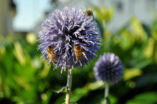 Auch ein Treffpunkt für Bienen. Heute habe ich 7 Bienen an einer Blüte gezählt. | Foto: Daniela Somers