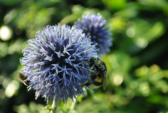 Kugeldistel ein Paradies für Hummeln und Bienen. | Foto: Daniela Somers
