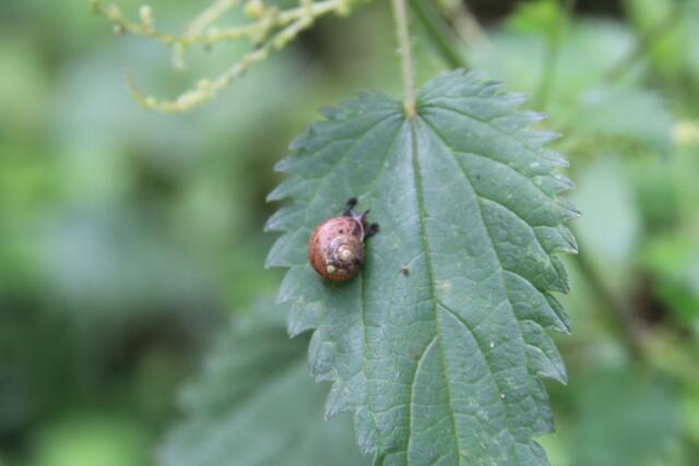 kleine Schnecke | Foto: Ralf Röser