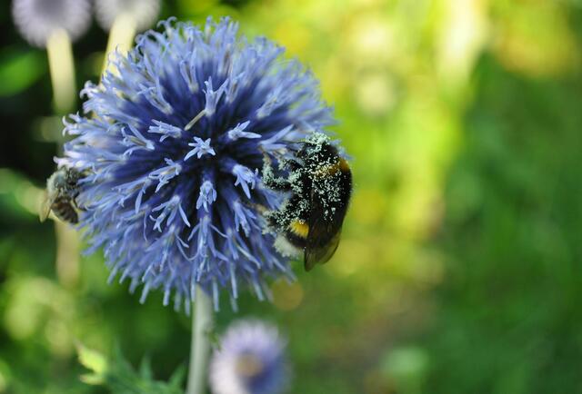 Da ist der Brummer im Glück | Foto: Daniela Somers