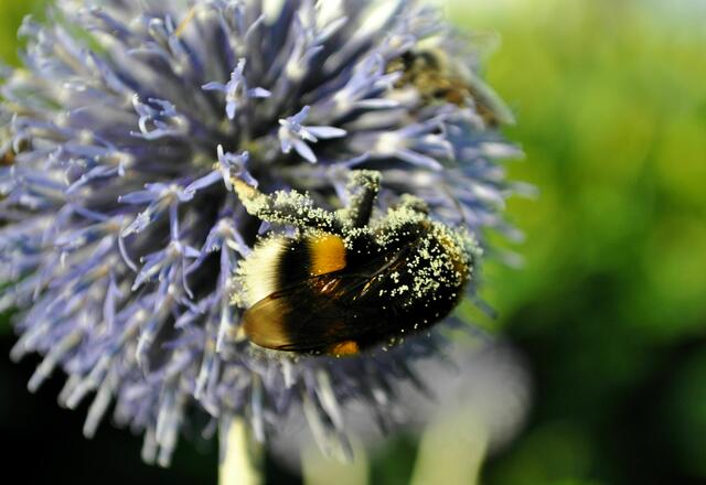 So flauschig. Man würde sie am liebsten streicheln. | Foto: Daniela Somers