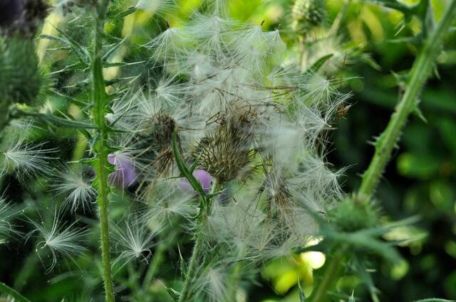 Distelsamen der Gewöhnlichen Kratzdistel (Cirsium vulgare). Auch ihre Blüten werden von vielen Insekten geliebt. | Foto: Daniela Somers