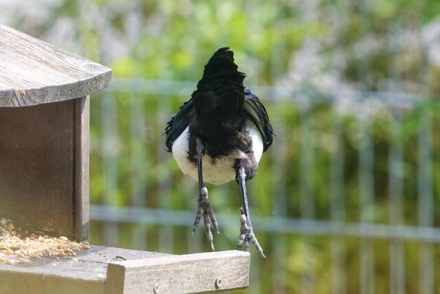 ... und Tschüßßßßß  | Foto: WKY