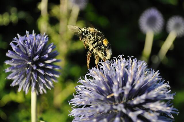 Abflug. Aber nur zur nächsten Blüte | Foto: Daniela Somers
