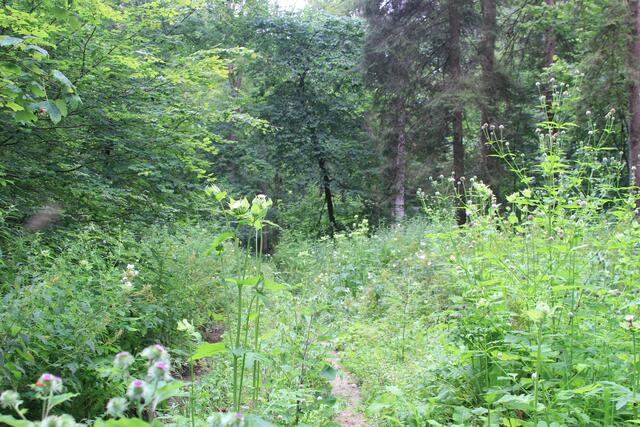 was für eine Wildnis, herrlich | Foto: Ralf Röser