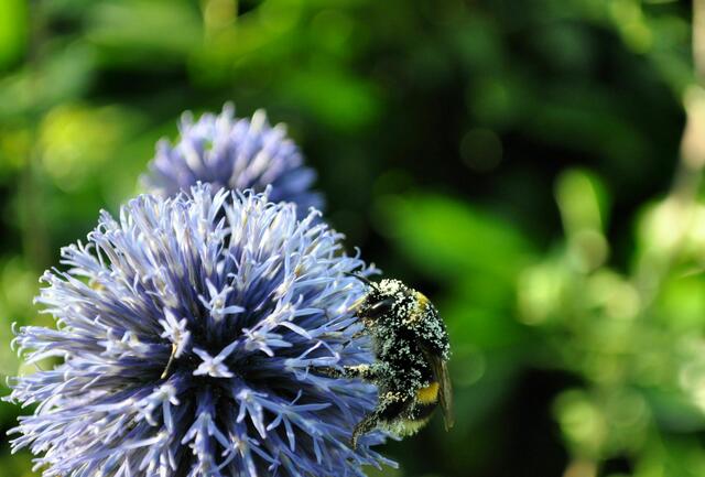 Da kann jemand nicht genug bekommen. | Foto: Daniela Somers