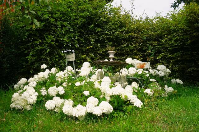 Herrliches Stillleben mit riesigen Hortensienblüten. | Foto: Isolde Reitz