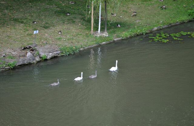 Und unten im Neckar schwimmt die Schwanenfamilie | Foto: Daniela Somers