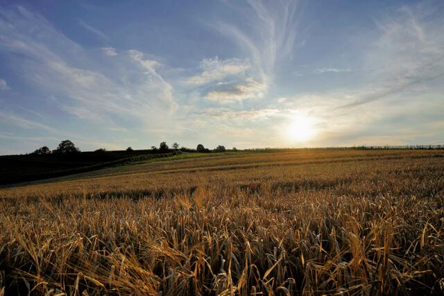 Kirchheimer Höhe | Foto: Ulrich Seidel