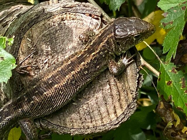 Was für eine wunderschöne Eidechse. Sie genießt die warmen Sonnenstrahlen.  | Foto: Beate Bonte