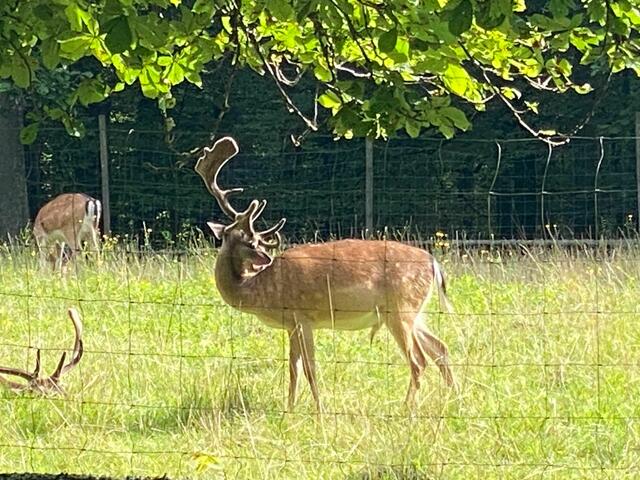 Wonach hat er wohl hier geguckt?  Wahrscheinlich nach Lilly, die sich so aufregen musste.  | Foto: Beate Bonte