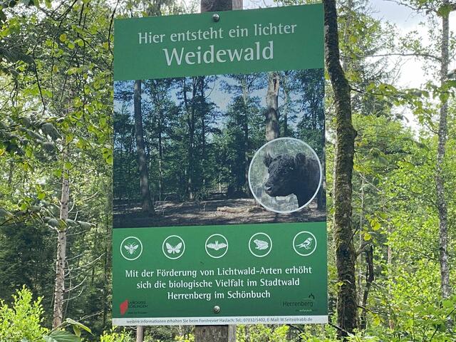 Leider hatten sich die 4 Rinder versteckt.  | Foto: Beate Bonte