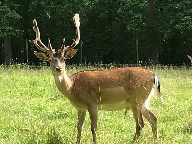 Ui, was für ein Prachtkerl...... Jetzt schaut er geradewegs her und lässt sich von den Wanderern nicht stören.  | Foto: Monika Krammer