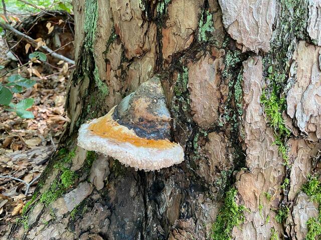 Viele Baumpilze......  | Foto: Beate Bonte