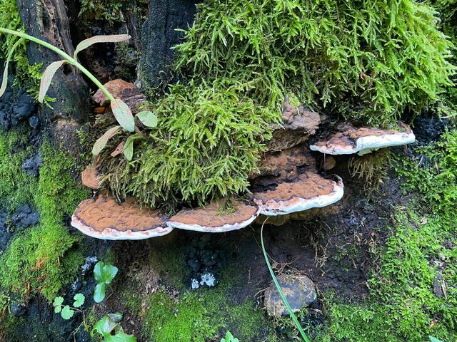 ....... waren am Weg zu entdecken. Hier ein besonders schönes Exemplar.  | Foto: Beate Bonte