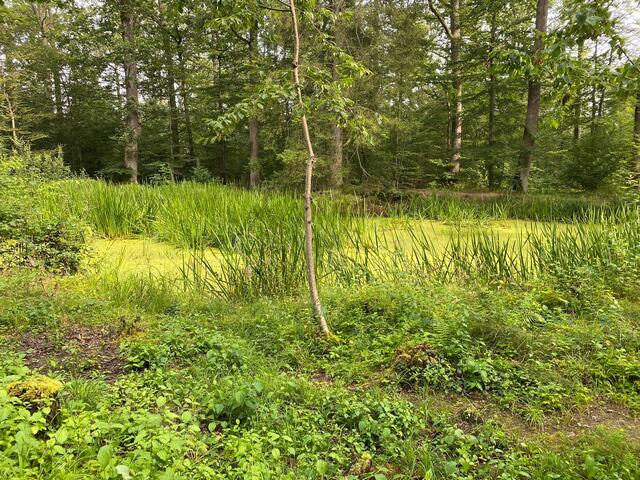 Teich mit Entengrütze.  | Foto: Beate Bonte