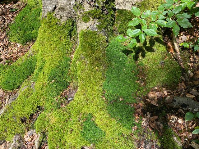 ..... und Moose.......  | Foto: Beate Bonte