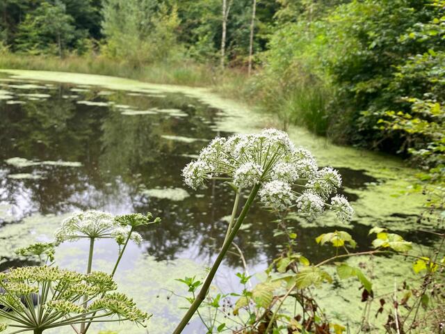 Und noch solch ein kleiner idyllischer See.  | Foto: Beate Bonte