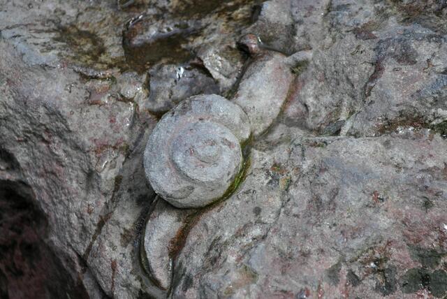 Es gibt auch schöne Details am Brunnen. Hier eine kleine Schnecke aus Stein, am Stein. | Foto: Daniela Somers