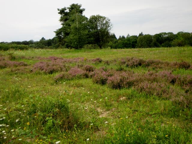 Die Sicht erste Sicht an diesem Tag auf die blühende (Wald) Heide. | Foto: WandernGabyErich