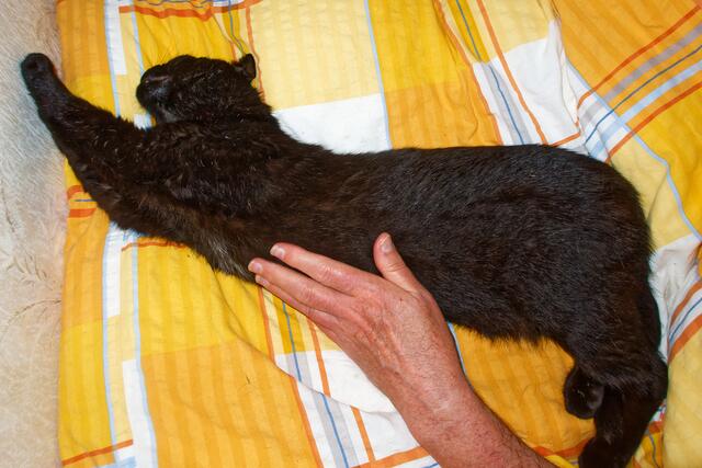 Die Pfoten an der Wand sorgen für eine perfekte Körperspannung | Foto: WKY