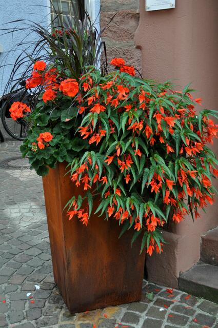 Was für eine Pracht. (Begonia Bertinii boliviensis 'Santa Cruz') | Foto: Daniela Somers